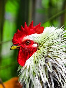 Preview wallpaper rooster, bird, poultry, comb, beak