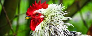 Preview wallpaper rooster, bird, poultry, comb, beak