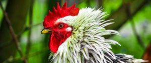 Preview wallpaper rooster, bird, poultry, comb, beak