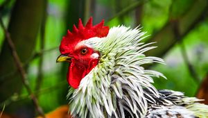 Preview wallpaper rooster, bird, poultry, comb, beak