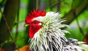 Preview wallpaper rooster, bird, poultry, comb, beak