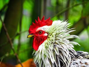 Preview wallpaper rooster, bird, poultry, comb, beak