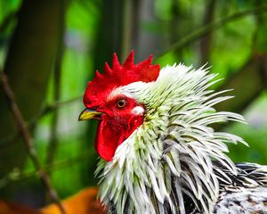 Preview wallpaper rooster, bird, poultry, comb, beak