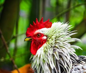 Preview wallpaper rooster, bird, poultry, comb, beak