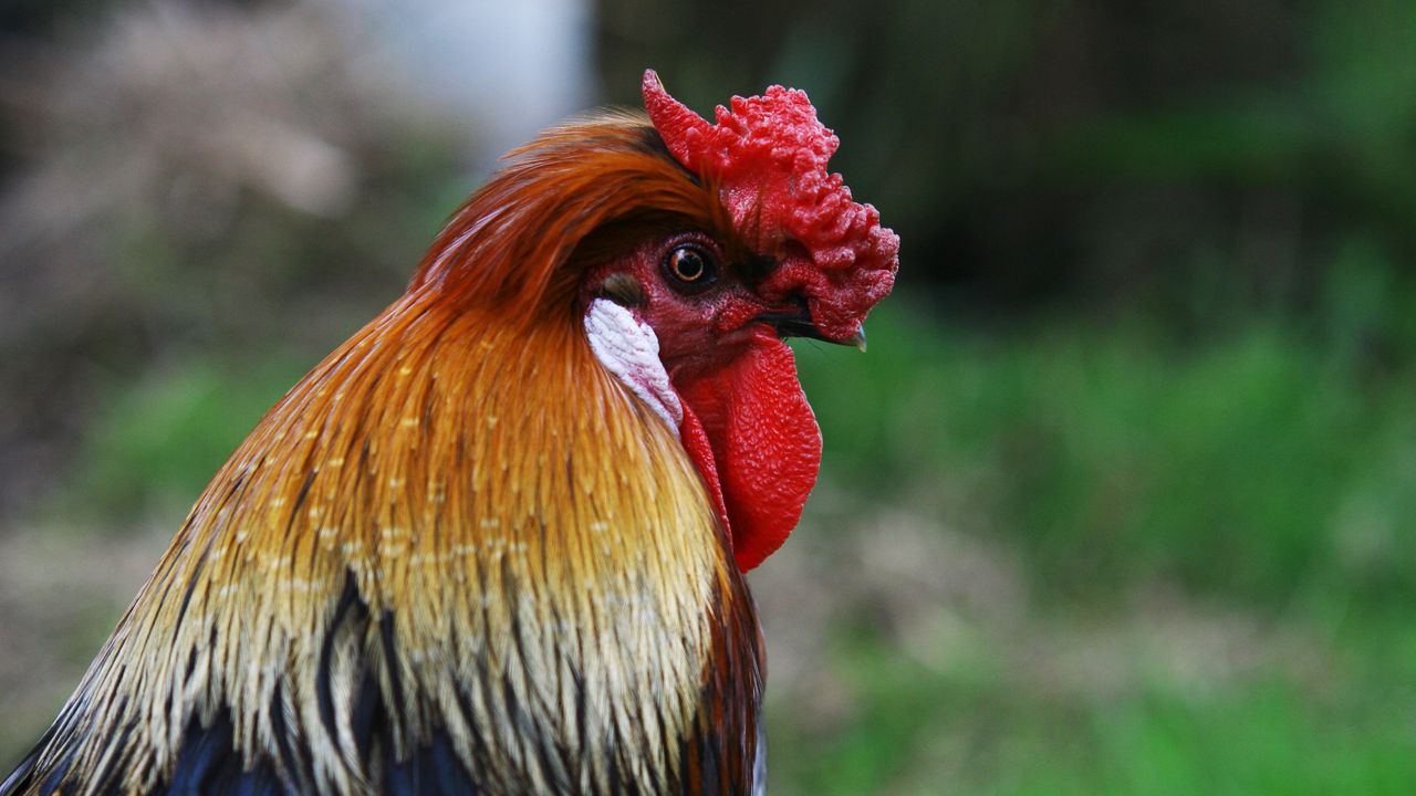 Wallpaper rooster, bird, profile