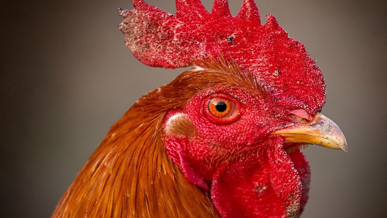 Wallpaper rooster, comb, eyes, beak, bird