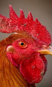 Preview wallpaper rooster, comb, eyes, beak, bird