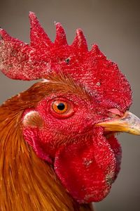 Preview wallpaper rooster, comb, eyes, beak, bird