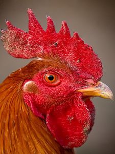 Preview wallpaper rooster, comb, eyes, beak, bird