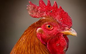 Preview wallpaper rooster, comb, eyes, beak, bird