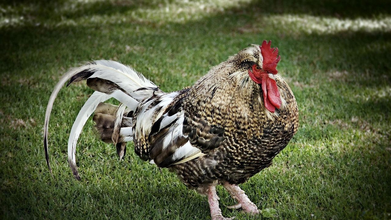 Wallpaper rooster, feathers, grass, walk hd, picture, image