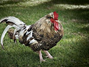 Preview wallpaper rooster, feathers, grass, walk