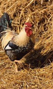 Preview wallpaper rooster, straw, walk, bird