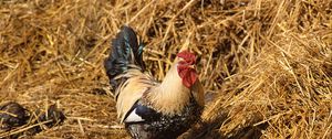 Preview wallpaper rooster, straw, walk, bird