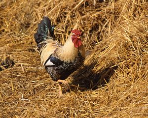 Preview wallpaper rooster, straw, walk, bird