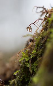 Preview wallpaper roots, drop, macro, moss, plant