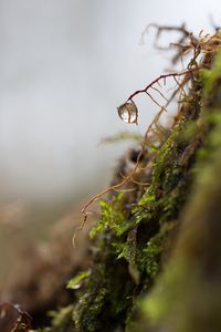 Preview wallpaper roots, drop, macro, moss, plant