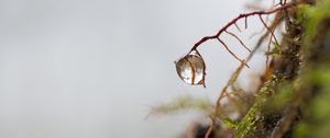 Preview wallpaper roots, drop, macro, moss, plant