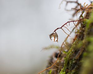 Preview wallpaper roots, drop, macro, moss, plant