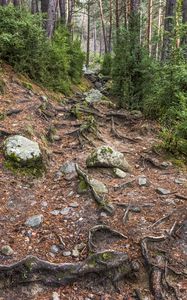 Preview wallpaper roots, trees, stones, forest, nature