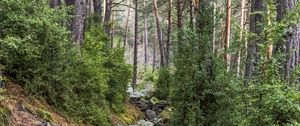 Preview wallpaper roots, trees, stones, forest, nature