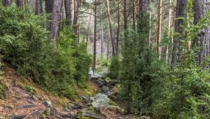 Preview wallpaper roots, trees, stones, forest, nature