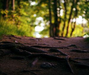 Preview wallpaper roots, trees, textures, path, wood, earth