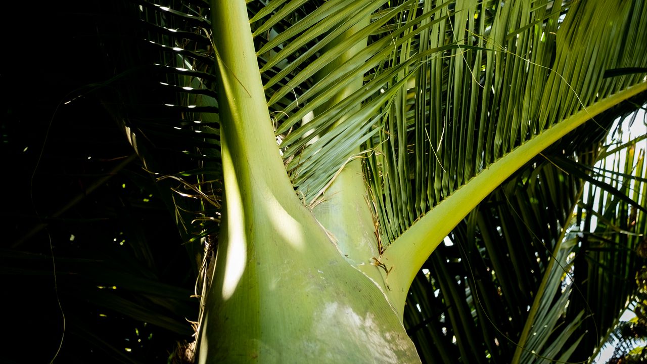 Wallpaper ropalostilis, palm tree, branches, sunlight