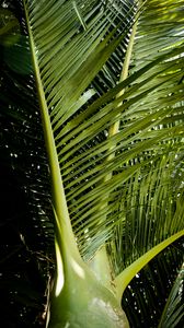Preview wallpaper ropalostilis, palm tree, branches, sunlight