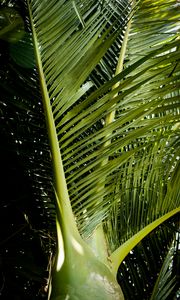 Preview wallpaper ropalostilis, palm tree, branches, sunlight