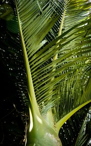 Preview wallpaper ropalostilis, palm tree, branches, sunlight