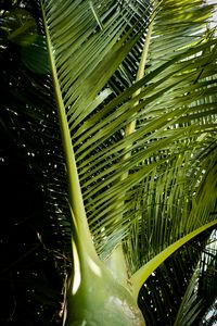 Preview wallpaper ropalostilis, palm tree, branches, sunlight