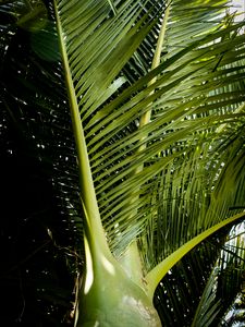 Preview wallpaper ropalostilis, palm tree, branches, sunlight