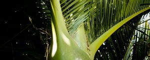 Preview wallpaper ropalostilis, palm tree, branches, sunlight