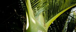 Preview wallpaper ropalostilis, palm tree, branches, sunlight