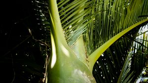 Preview wallpaper ropalostilis, palm tree, branches, sunlight