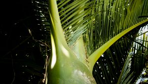 Preview wallpaper ropalostilis, palm tree, branches, sunlight