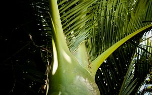 Preview wallpaper ropalostilis, palm tree, branches, sunlight