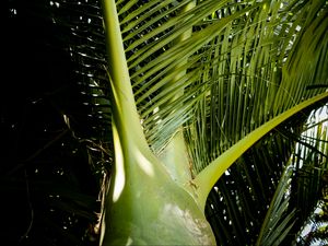 Preview wallpaper ropalostilis, palm tree, branches, sunlight