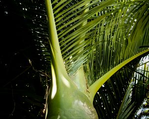 Preview wallpaper ropalostilis, palm tree, branches, sunlight