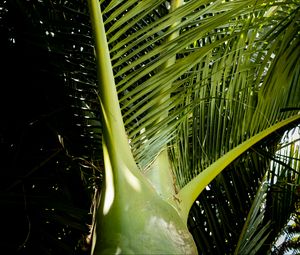 Preview wallpaper ropalostilis, palm tree, branches, sunlight