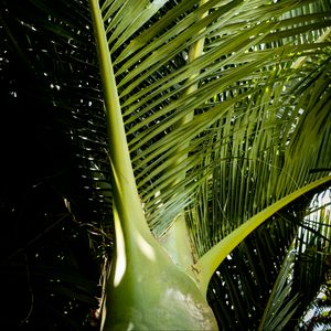 Preview wallpaper ropalostilis, palm tree, branches, sunlight