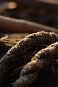 Preview wallpaper rope, close-up, grass, dirt