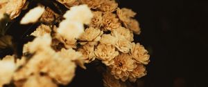 Preview wallpaper rosa banksiae, flower, plant, decorative, bloom