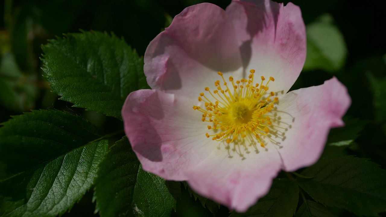 Wallpaper rosa canina, petals, flower, leaves, macro