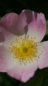 Preview wallpaper rosa canina, petals, flower, leaves, macro