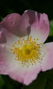 Preview wallpaper rosa canina, petals, flower, leaves, macro