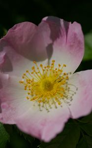 Preview wallpaper rosa canina, petals, flower, leaves, macro