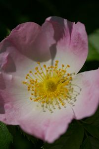Preview wallpaper rosa canina, petals, flower, leaves, macro