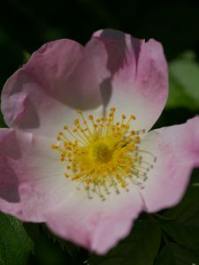 Preview wallpaper rosa canina, petals, flower, leaves, macro